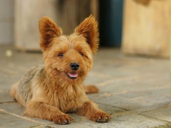 Portrait of yorkshire dog