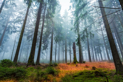 Pine trees in forest