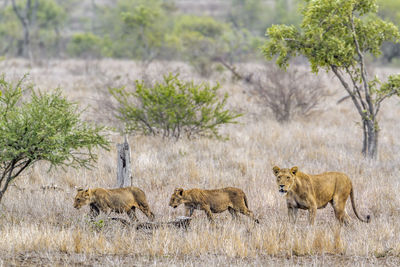 Full length of lions walking at forest