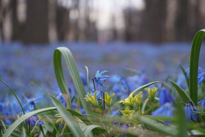 Close-up of purple crocus flowers on field