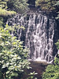 Scenic view of waterfall in forest