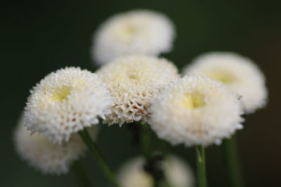 Close-up of white flowering plant