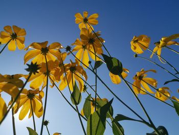 Low angle view of yellow flowering plants against blue sky