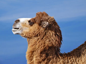 Close-up of lion against blue sky