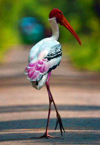 Close-up of bird perching on shore