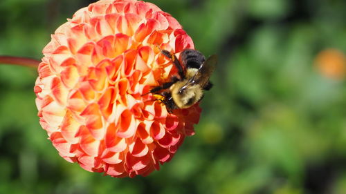 Close-up of bee pollinating on flower