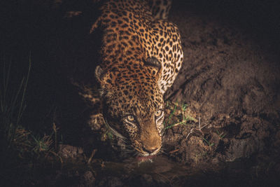 View of cat on land