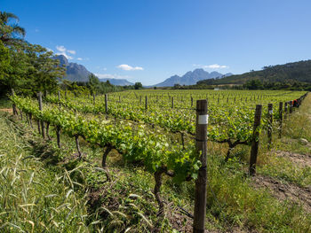 Scenic view of vineyard against sky