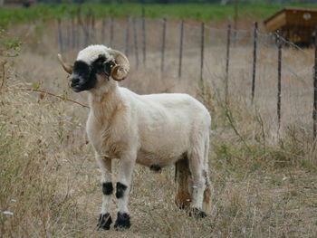 Male horned sheep 