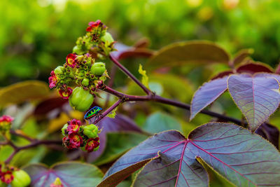 Close-up of berries growing on plant