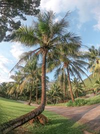 Coconut palm trees on landscape against sky