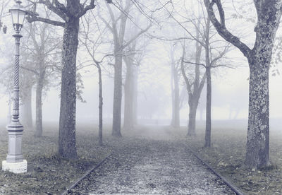 Trees in park in a foggy day