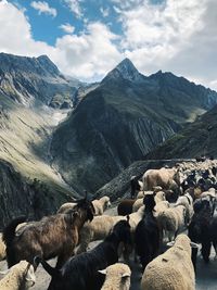 View of sheep on mountain