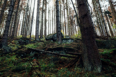 Low angle view of trees in forest