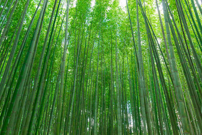 Arashiyama bamboo forest in kyoto japan. beautiful bamboo background with natural scene in japan.