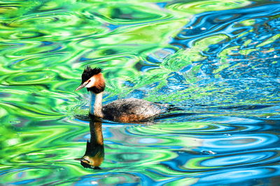 Duck swimming in a lake