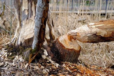 View of a tree trunk