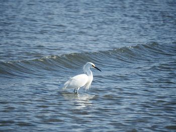 Bird in a sea