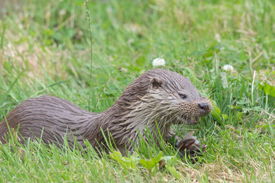 Close up of a eurasian otter eating a fish