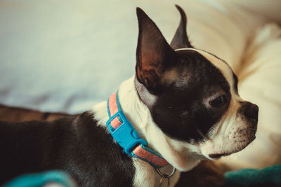 Close-up of a dog looking away