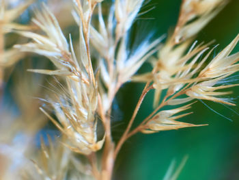 Close-up of stalks against blurred background