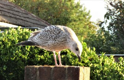 Close-up of bird perching on wooden post