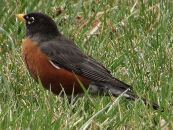 Close-up of a bird on grass