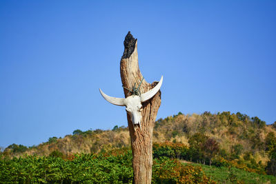 Low angle view of wooden post on field against clear blue sky