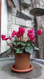 Close-up of potted plant against red wall