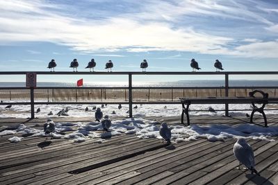 Seagulls at boardwalk on beach during winter