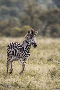 Zebras standing in a field