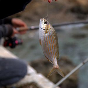 Close-up of hand holding fish