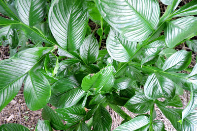 High angle view of green leaves on plant