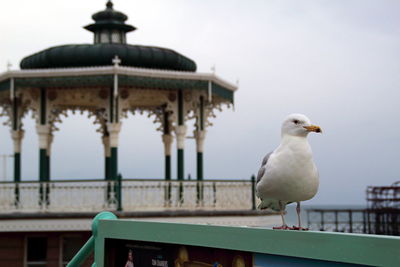 Seagull perching on railing