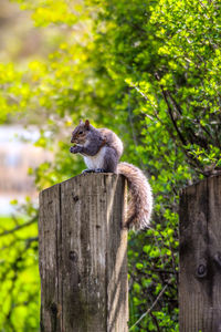 Squirrel on tree stump 