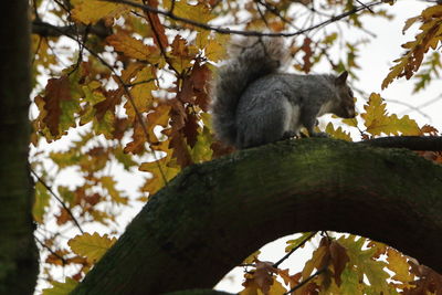 Low angle view of cat sitting on tree