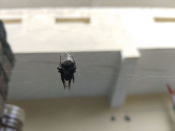 Close-up of spider on web