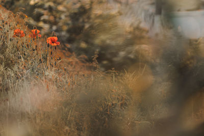 Close-up of red flower on land