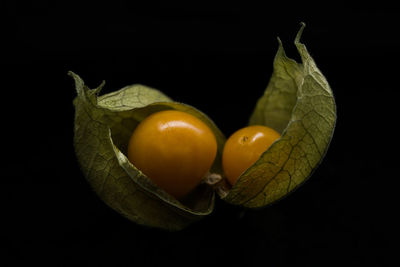 Close-up of orange fruit against black background