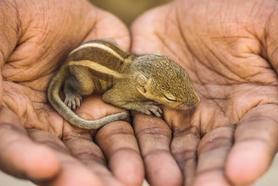 Close-up of hand holding squirrel