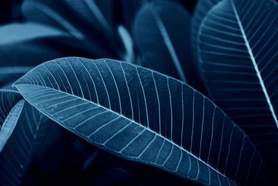 Close-up of leaves