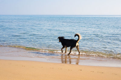 Dog standing on beach