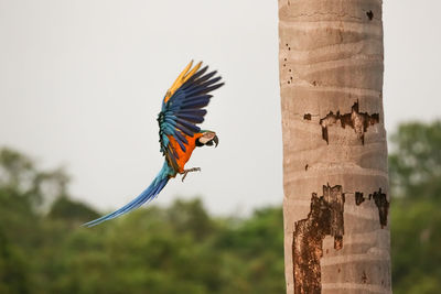 Low angle view of bird perching on wood