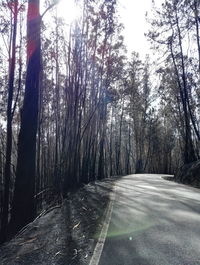 Road amidst bare trees in forest