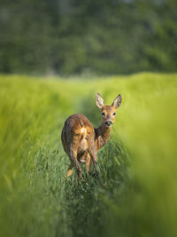 Rabbit on grassy field