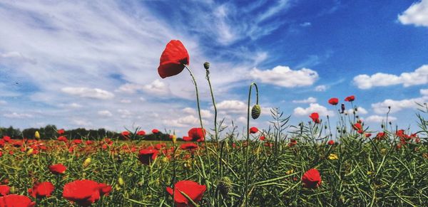 Red poppy flowers growing on field against sky