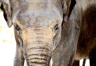 Close-up portrait of elephant