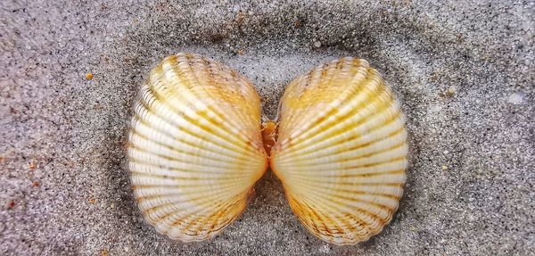 High angle view of shells on sand