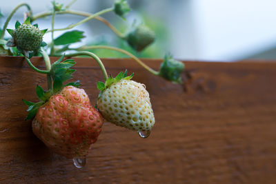Close-up of fruits on table