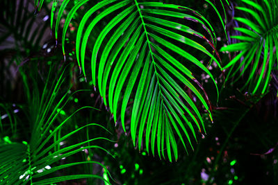 Close-up of palm tree at night